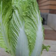 Капуста пекинская Вили F1 за 10 сем.
