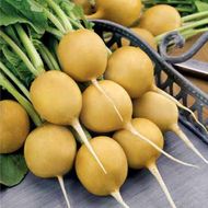 Редис Злата  за 1,5 г