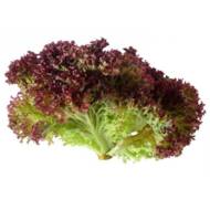 Салат Лолло Росса