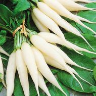 Редька Ледяная сосулька