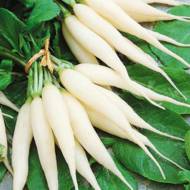 Редька Ледяная сосулька