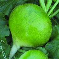 Редька Маргеланская