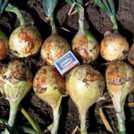 Лук репчатый (чернушка) Эксибишн за 0,5 г