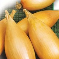 Лук репчатый (чернушка) Любимчик за 1 г