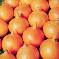 Лук репчатый (чернушка) Стригуновский