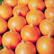 Лук репчатый (чернушка) Стригуновский