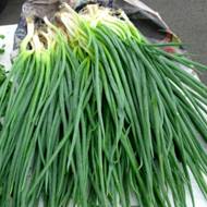 Лук Шалот  за 0,5 г