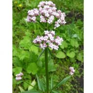 Валеріана лікарська за 0,05 г