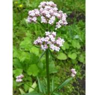 Валеріана лікарська за 0,05 г