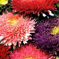 Айстра суміш Махрова за 0,3 г