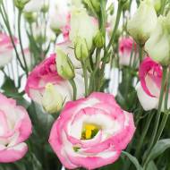 Еустома Рожевий серпанок за 5 нас.