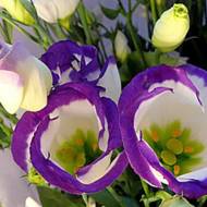 Еустома Синій Серпанок за 5 нас.