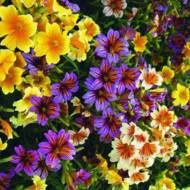 Сальпиглосіс суміш за 0,5 г