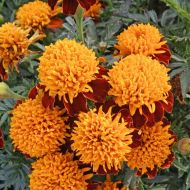 Чорнобривці суміш Петіт Спрей  за 0,5 г