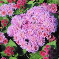 Агератум Рожевий за 0,1 г