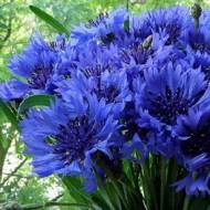 Волошка Синя куля махрова за 0,3 г