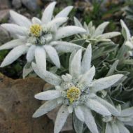 Едельвейс Альпійський за 0,05 г