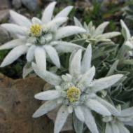 Едельвейс Альпійський за 0,05 г