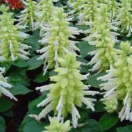 Сальвія Амбасадор за 0,2 г