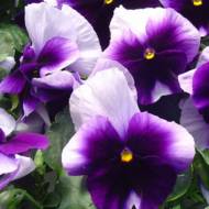 Віола Лорд Біконсфілд фіолетова за 0,1 г