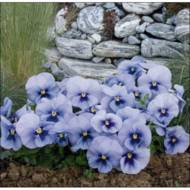 Віола Океан за 0,1 г