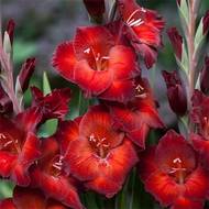 Гладіолус Азуро