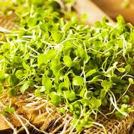 Мікрозелень Рукола Мікс за 10 г