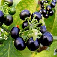 Ягода Санбері (кавказька чорниця)  за 0,3 г