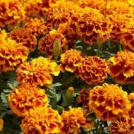 Чорнобривці Атос за 0,3 г