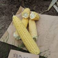 Кукурудза цукрова NBM-2020 F1