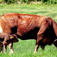 Травосуміш «Пасовищна» за 1 кг