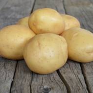 Насіннєва картопля Мелоді