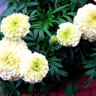 Чорнобривці Ескімо за 0,1 г