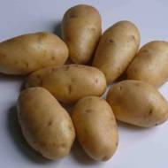 Насіннєва картопля Сингаївка