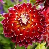 Жоржина Akita (декоративна)