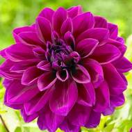 Жоржина Thomas Edison (декоративна)