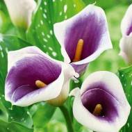 Кала Picasso (14+)