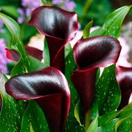 Кала Schwarzwalder