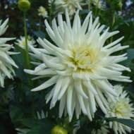 Жоржина кактусова My Love