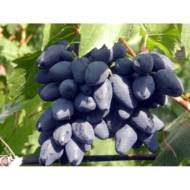 Саджанець Виноград Ромбик