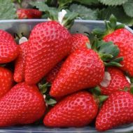 Саджанець Суниця садова Мурано