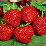 Саджанець Суниця садова Гармонія