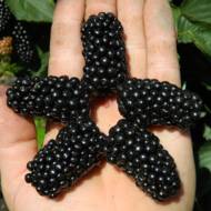 Саженец Ежевика Натчез