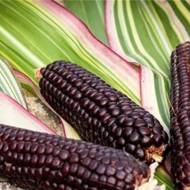 Кукурудза попкорн Японіка за 10 нас.