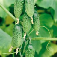 Огірок Вірні друзі F1 за 0,5 г
