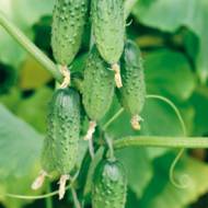 Огірок Вірні друзі F1 за 0,5 г