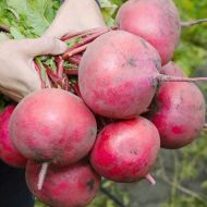 Редька Червона зимова