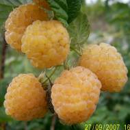 Саженец Малина Голден Квин