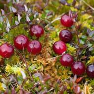 Саджанець Журавлина Бергман