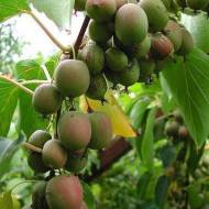 Саджанець Актинідія аргута Самоплідна